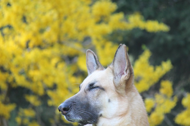 Greta von bon German Shepherd