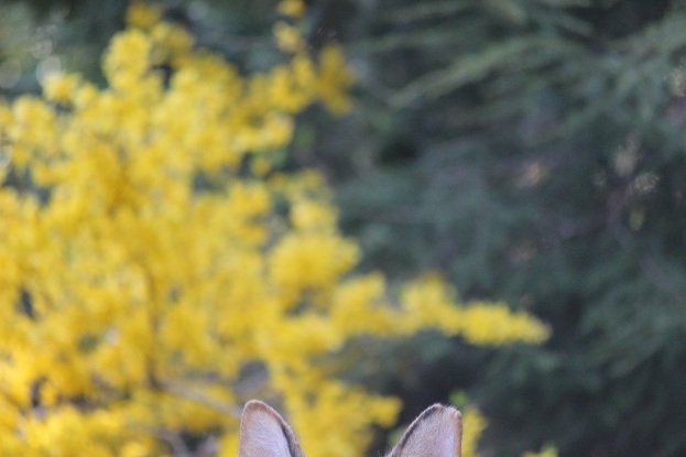 Greta von bon ears springtime