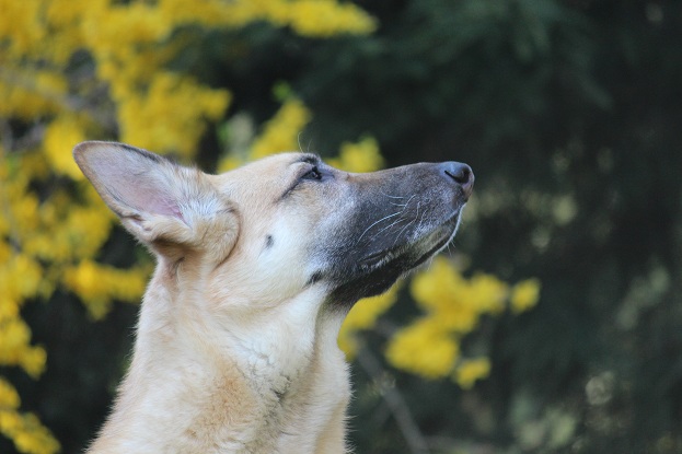 Greta von bon German Shepherd in the springtime