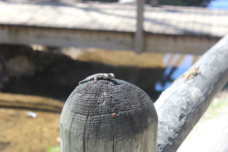 lizards on fence