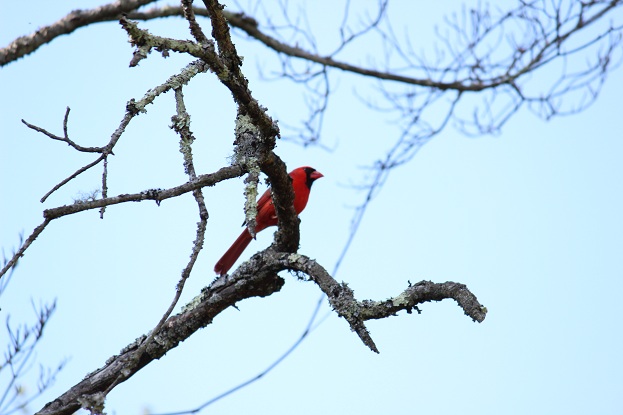 red cardinal in tree