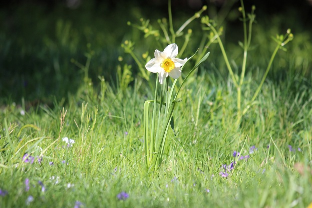 springtime daffodil flower