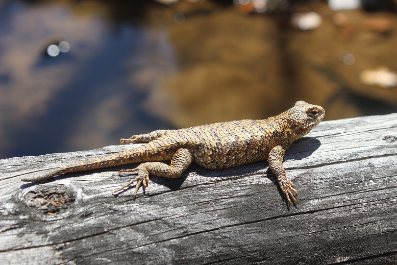 sunbathing lizard