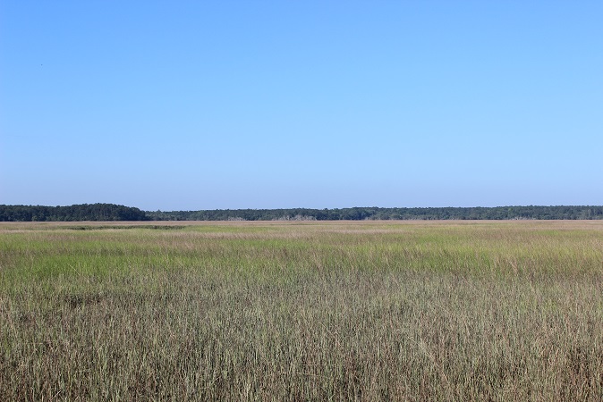 grassy marsh lands Georgia coast