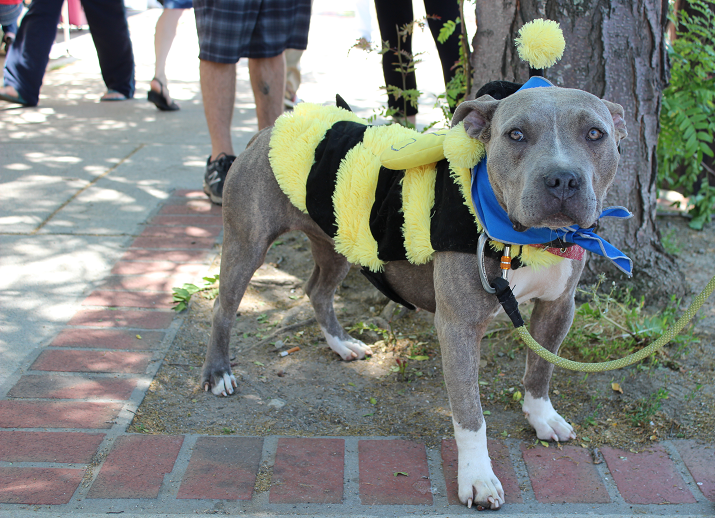 Pitbull dressed as a bee for March Against Monsanto 2015 Asheville NC