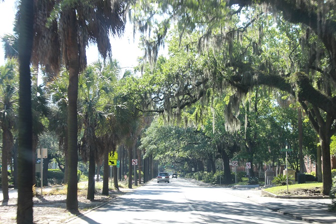 Savannah tree-lined street