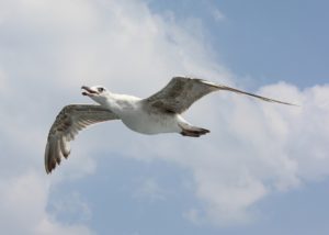 seagulls of Büyükada, Princes' Islands, Istanbul, Turkey